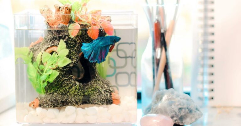 Fish in a fish tank.