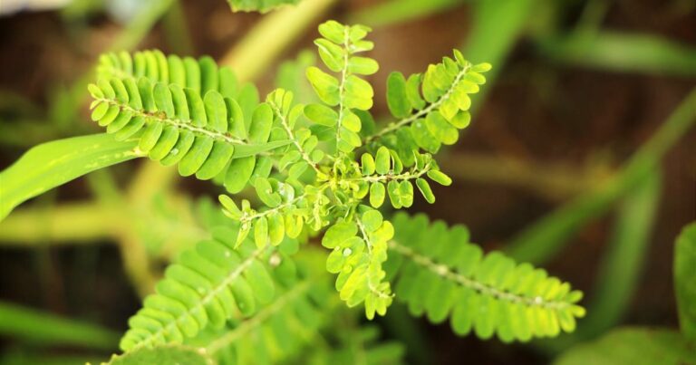 Phyllanthus niruri plant herb in garden, Herbal plant.